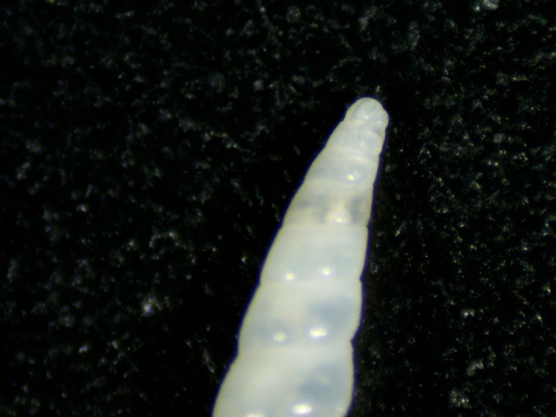 Eulimella acicula